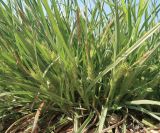 Carex hordeistichos