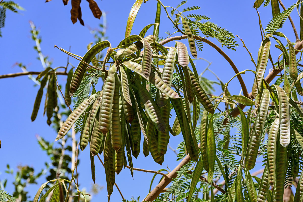 Изображение особи Leucaena leucocephala.