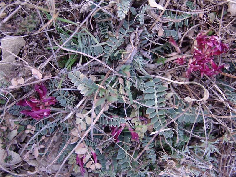 Image of Astragalus brachycarpus specimen.