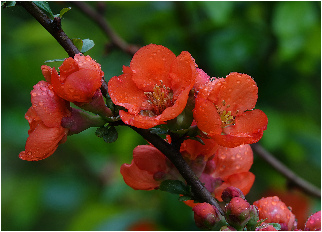 Изображение особи Chaenomeles japonica.