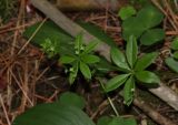 Galium triflorum