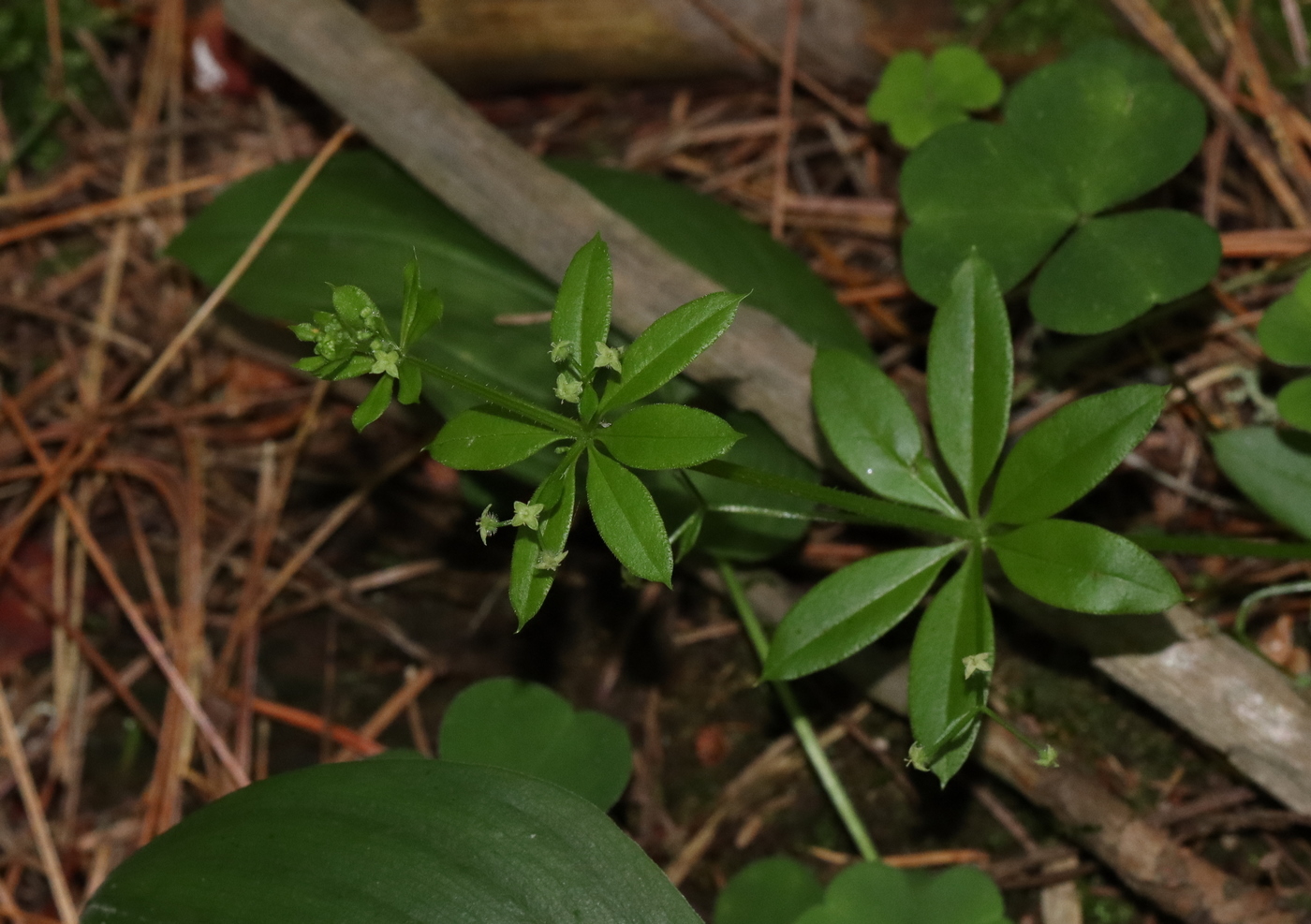 Image of Galium triflorum specimen.