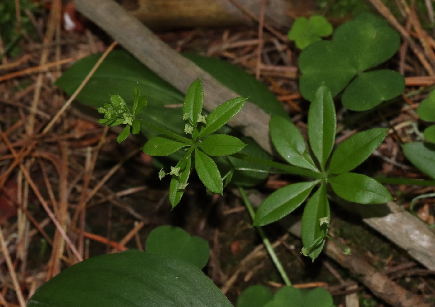 Изображение особи Galium triflorum.