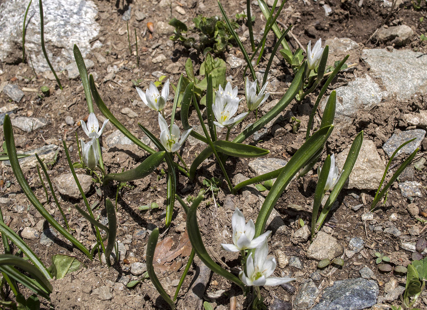 Image of Ornithogalum balansae specimen.