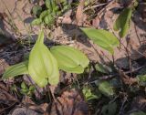 Maianthemum bifolium