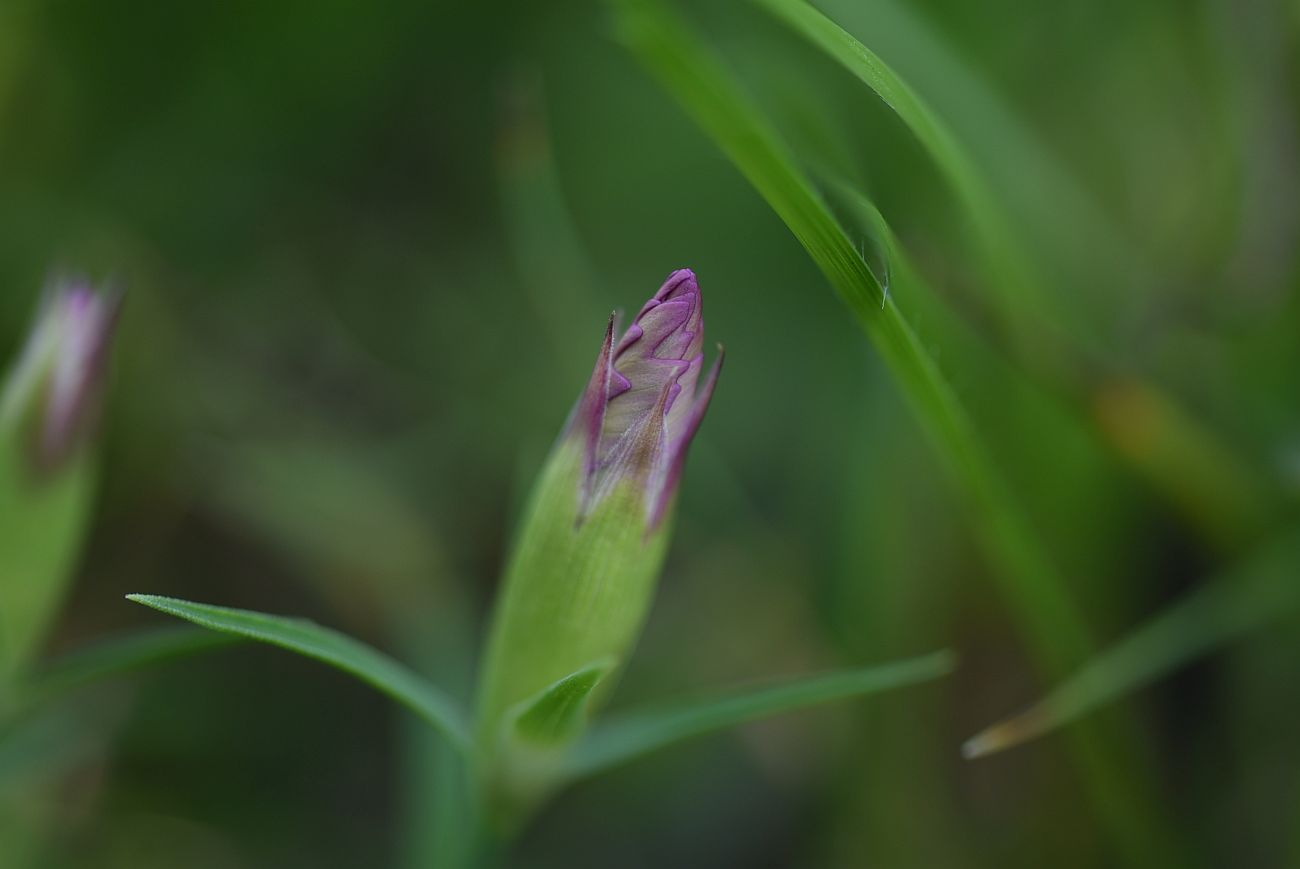 Изображение особи род Dianthus.