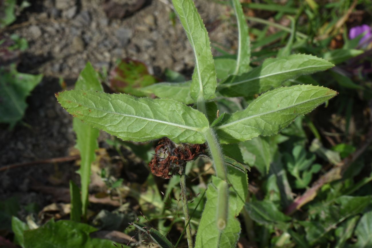 Изображение особи Epilobium hirsutum.