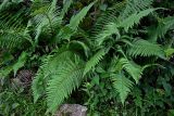 Dryopteris filix-mas. Спороносящие растения в сообществе с Urtica и Rubus. Грузия, Имеретия, окр. водопада Ламина, опушка широколиственного леса, подножие каменистого склона. 15.06.2023.