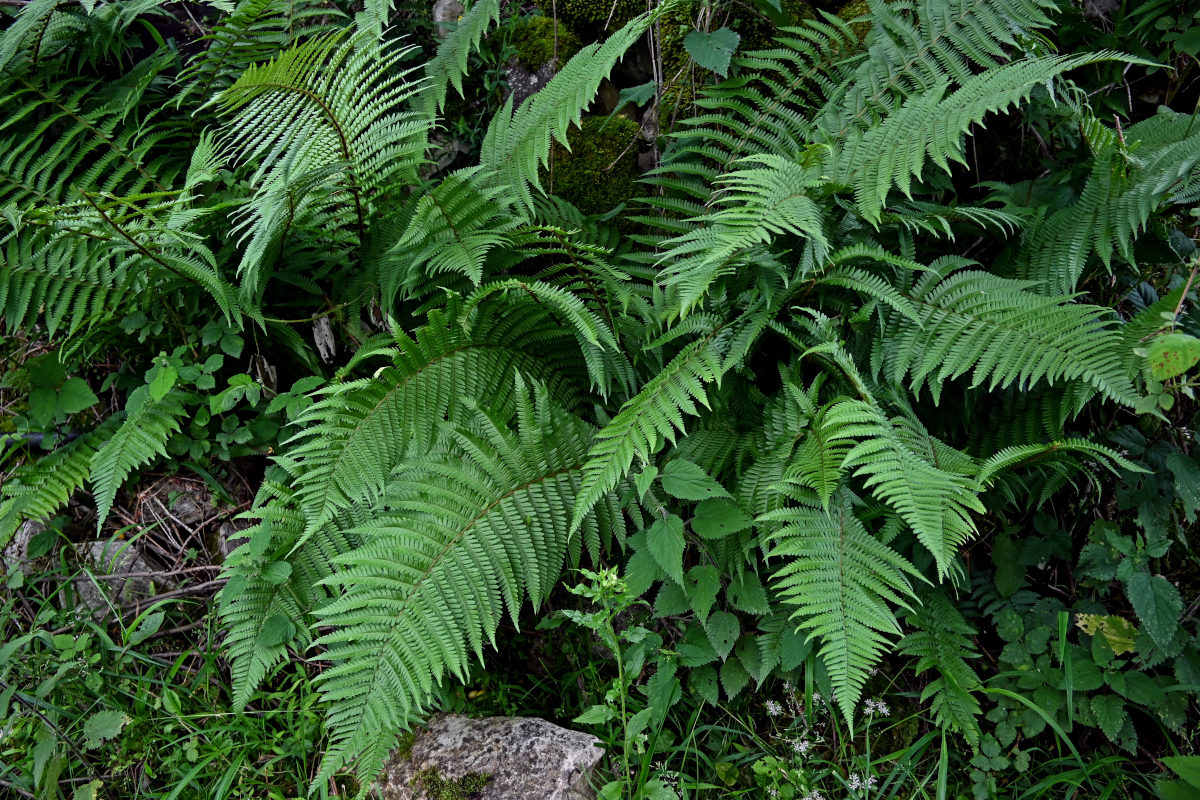 Изображение особи Dryopteris filix-mas.