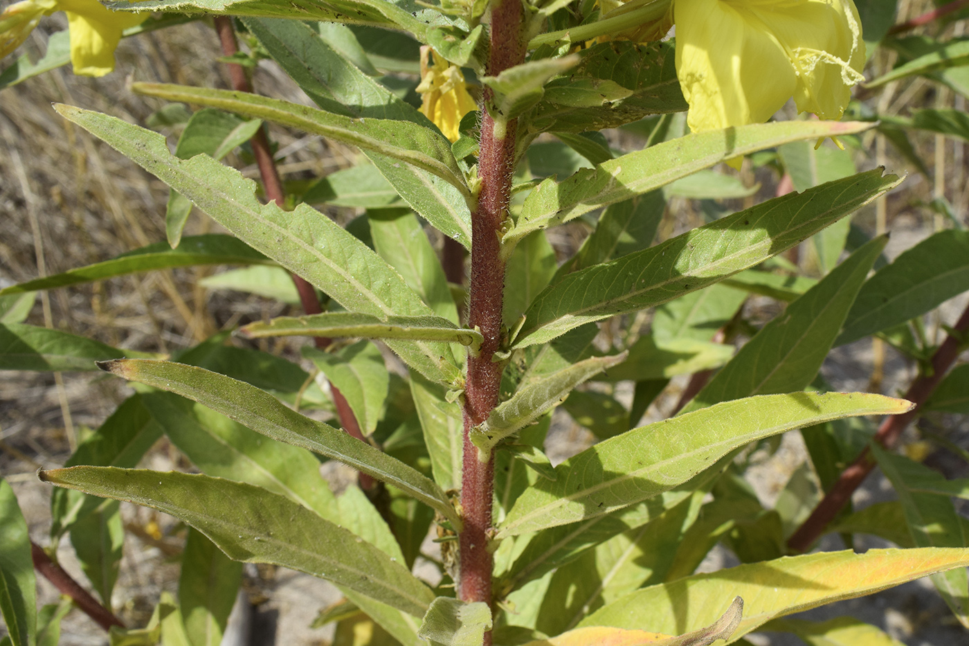 Изображение особи Oenothera glazioviana.