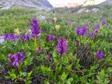 Dactylorhiza euxina. Цветущие растения в сообществе с Pedicularis nordmanniana, Pedicularis condensata и Salix spp. Карачаево-Черкесия, Карачаевский р-н, Большой Кавказ, ущелье Чунгур-Джар, ур. \"Аэродром\", левый берег реки Чунгур-Джар, ≈ 2690 м н.у.м., задернованная каменисто-щебнистая россыпь. 22.07.2023.