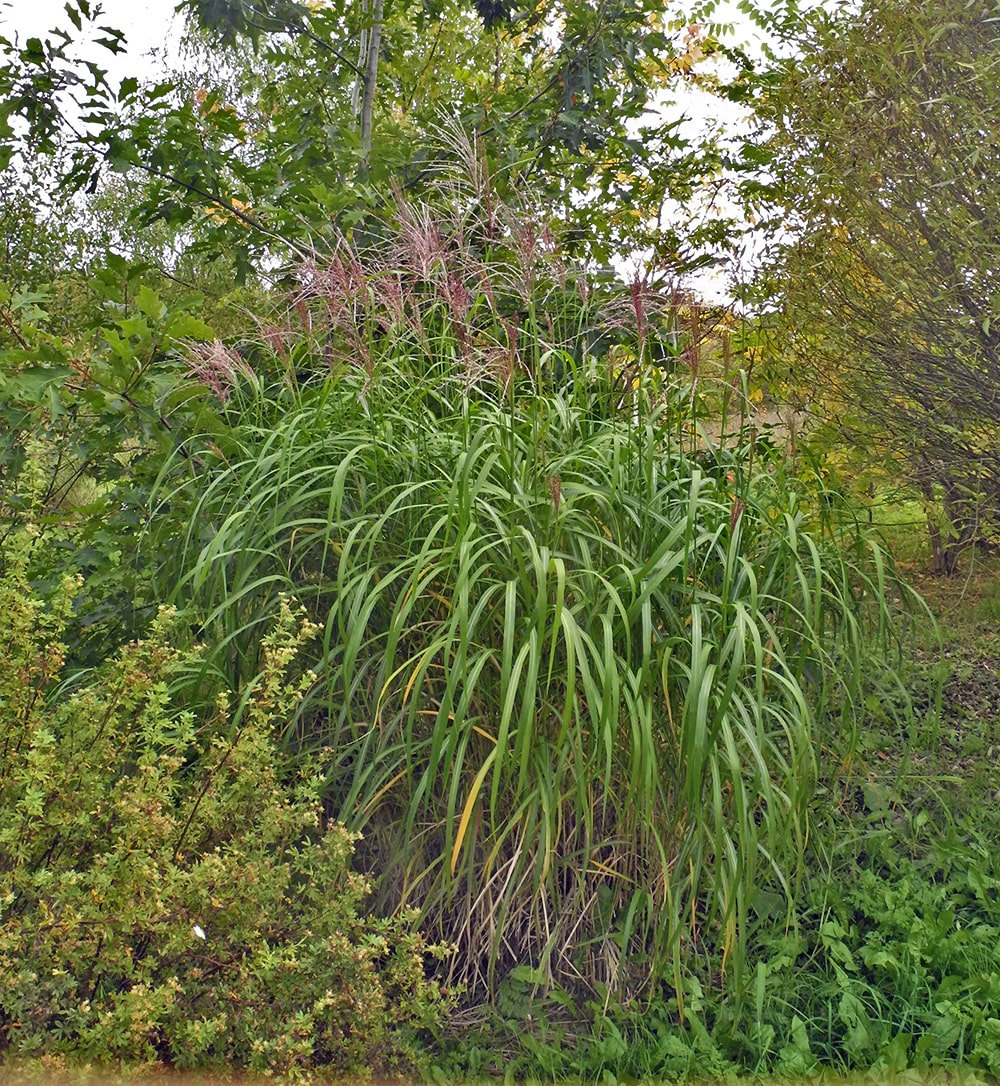 Изображение особи Miscanthus × longiberbis.
