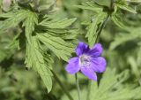 Geranium sylvaticum. Цветок и фрагменты верхушечных листьев. Испания, автономное сообщество Каталония, провинция Жирона, комарка Рипольес, муниципалитет Сеткасес, гора Сант-Микель, нижняя часть склона южной экспозиции, 1710 м н.у.м., каменистое русло ручья. 08.06.2021.