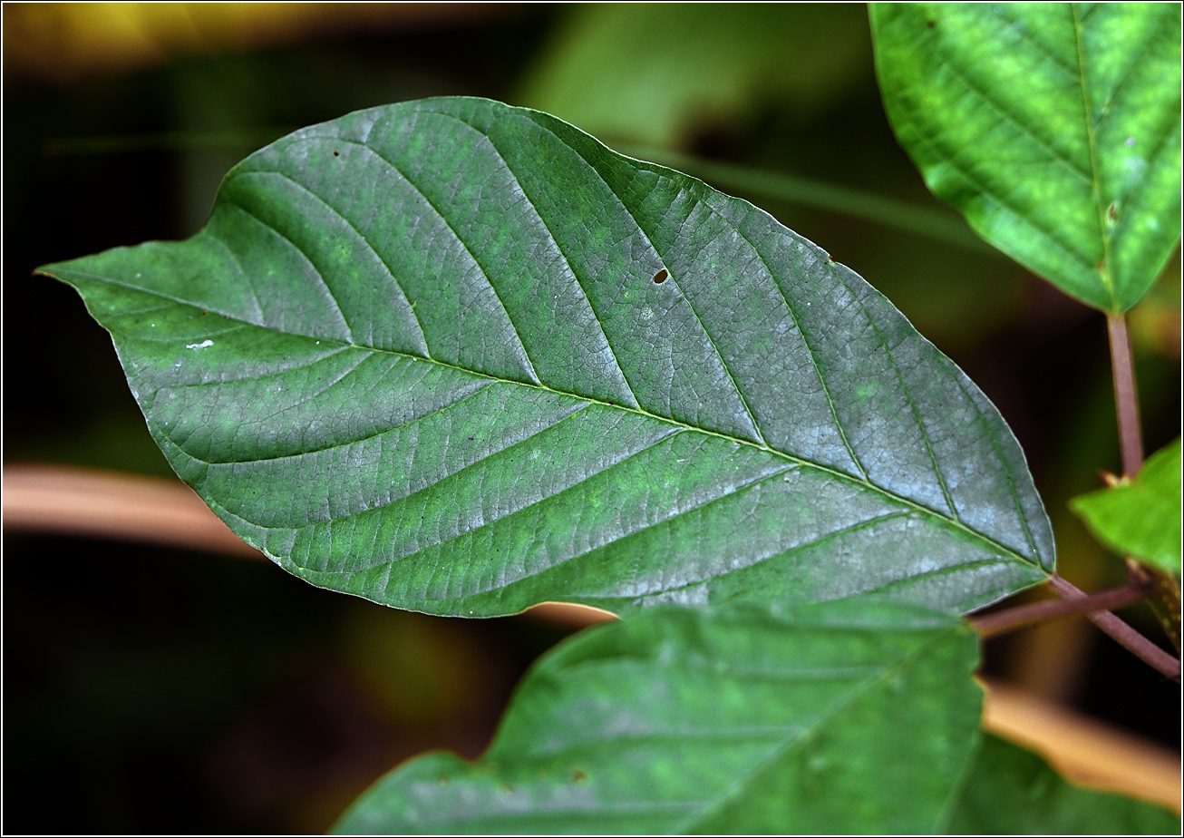 Изображение особи Frangula alnus.