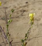 Linaria genistifolia