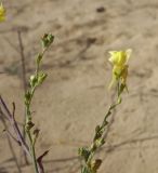 Linaria genistifolia. Плодоносящий и цветущий побеги. Болгария, Бургасская обл., г. Несебр, природный заказник \"Песчаные дюны\", дюна. 17.09.2021.