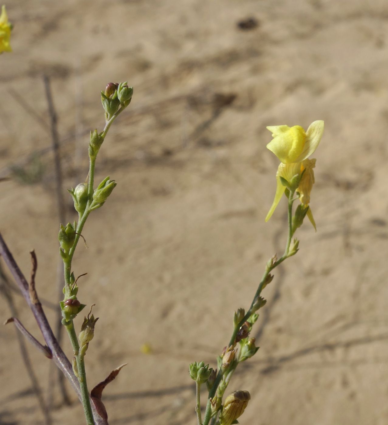 Image of Linaria genistifolia specimen.