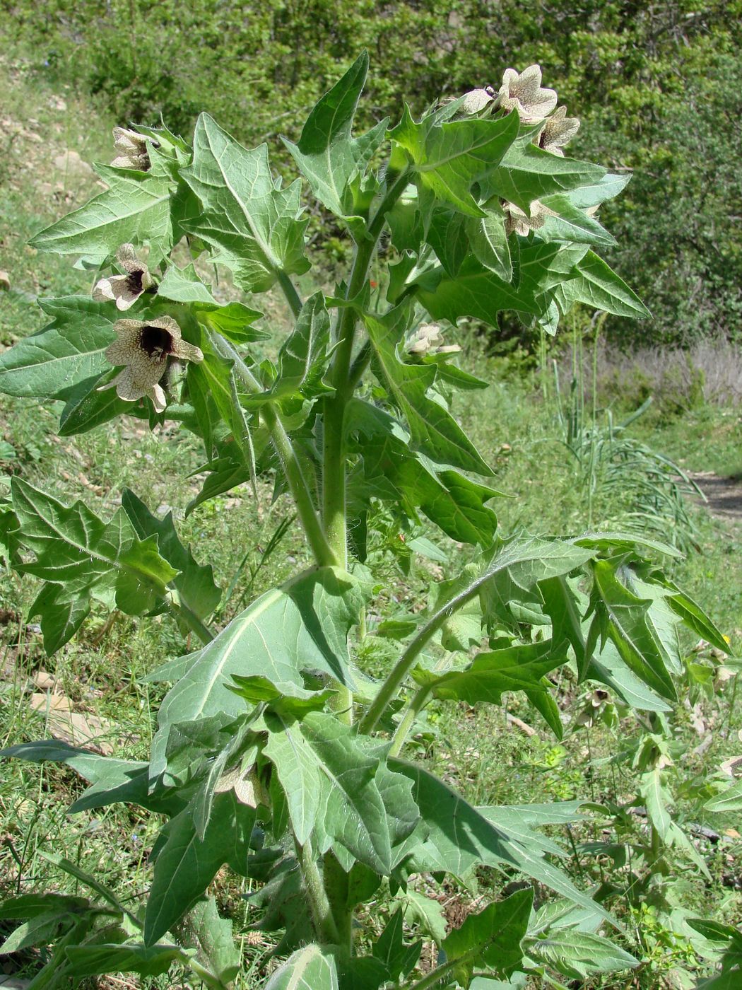 Изображение особи Hyoscyamus niger.