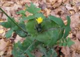 Sonchus oleraceus