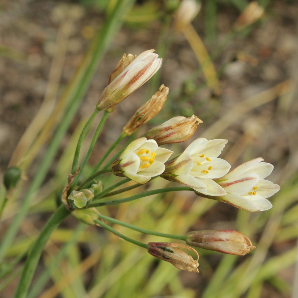 Image of Nothoscordum gracile specimen.