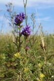 Campanula glomerata. Верхушки цветущих побегов. Новгородская обл., геологический памятник \"Ильменский глинт\", окр. дер. Ретлё, побережье оз. Ильмень, суходольный луг на известняке. 25.07.2023.