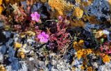 Geranium purpureum