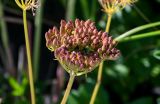 Ligusticum scoticum