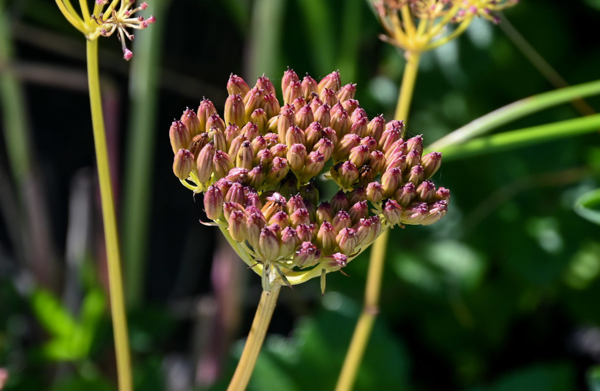 Image of Ligusticum scoticum specimen.