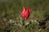 Tulipa suaveolens