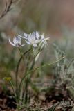 Ornithogalum kochii. Цветущее растение. Ростовская обл., Мартыновский р-н, окр. хут. Несмеяновка, правый берег р. Сал, степной склон. 07.04.2024.