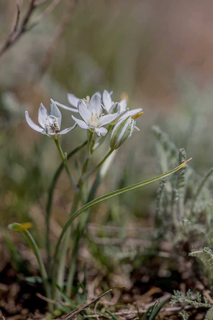 Image of Ornithogalum kochii specimen.