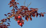 Prunus cerasifera variety pissardii. Верхушка ветви с плодами. Грузия, Аджария, г. Батуми, в культуре. 17.06.2023.