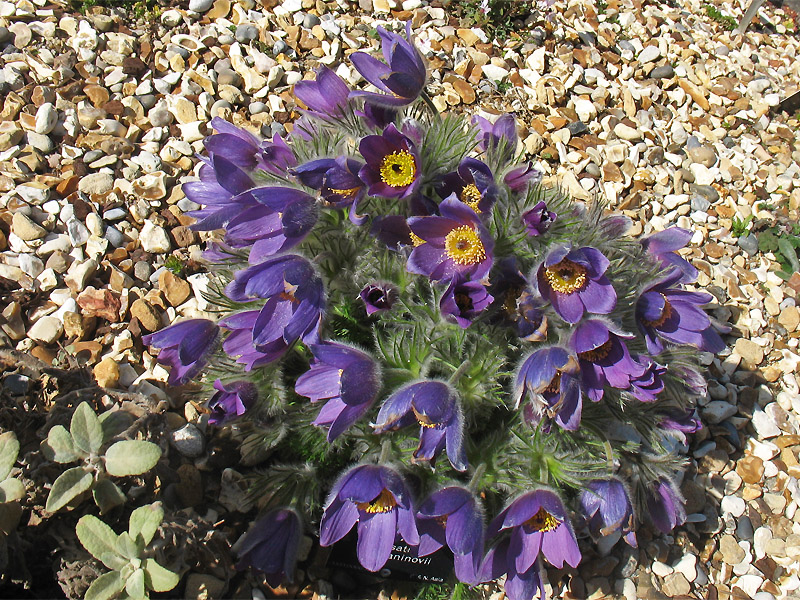 Image of Pulsatilla turczaninovii specimen.