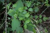 Clematis vitalba