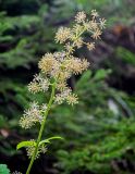 Aralia cordata. Отцветающее соцветие с формирующимися плодами. Сахалин, Холмский гор. округ, окр. мыса Слепиковского, опушка смешанного леса. 26.08.2023.