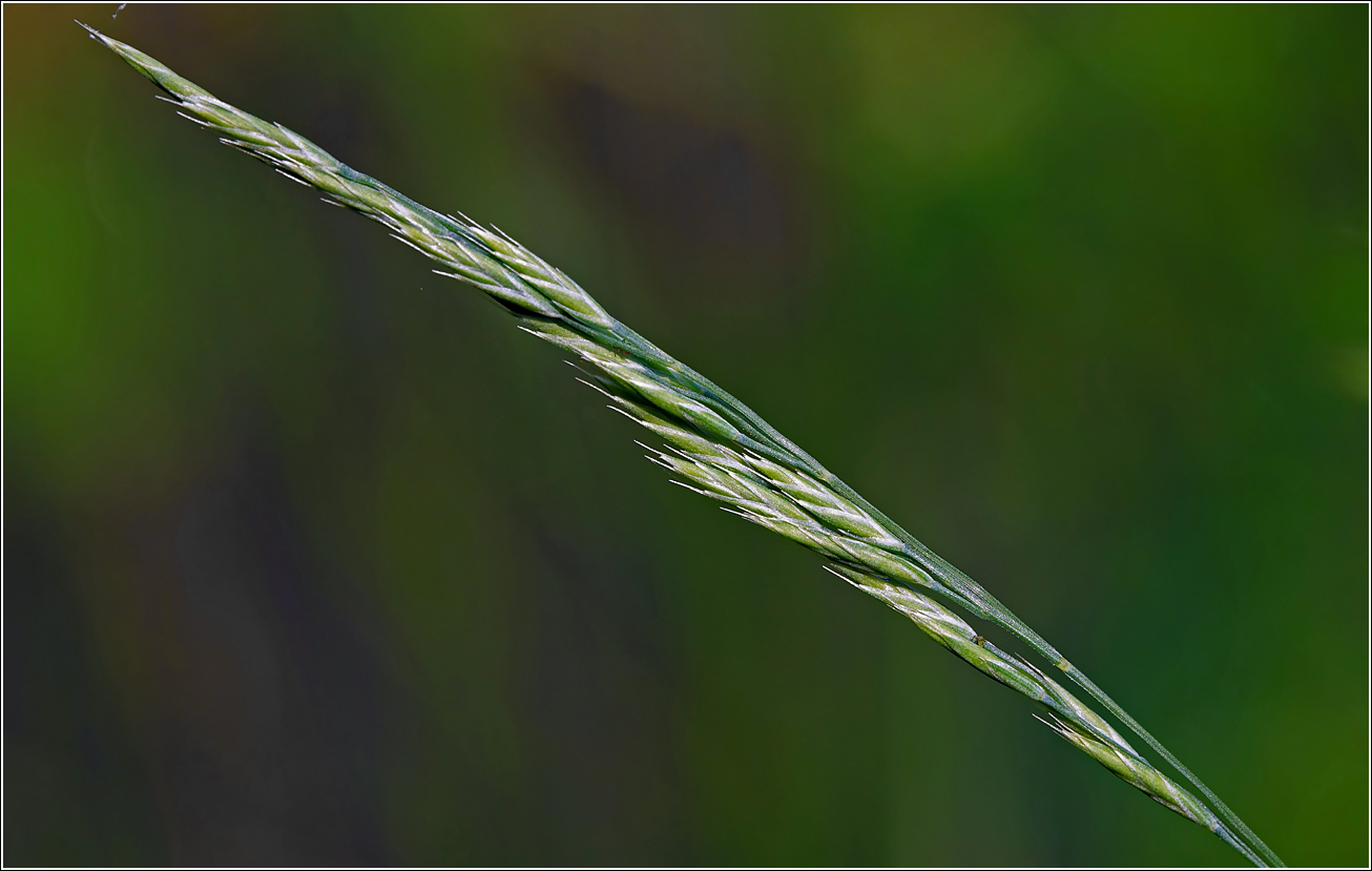 Image of genus Festuca specimen.