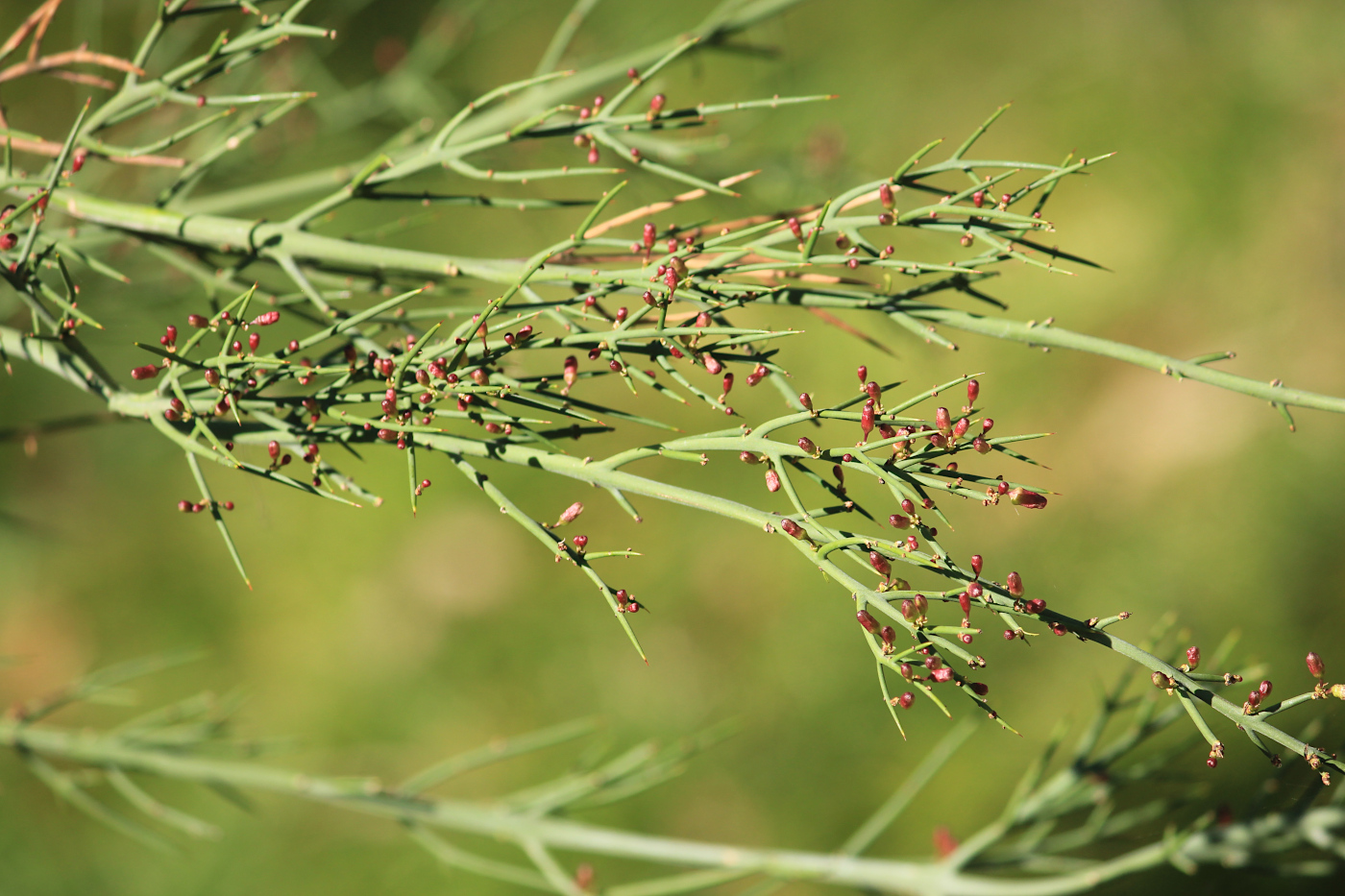 Изображение особи Colletia spinosissima.
