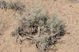 Astragalus villosissimus