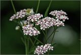 Achillea millefolium