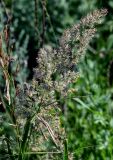 Calamagrostis epigeios