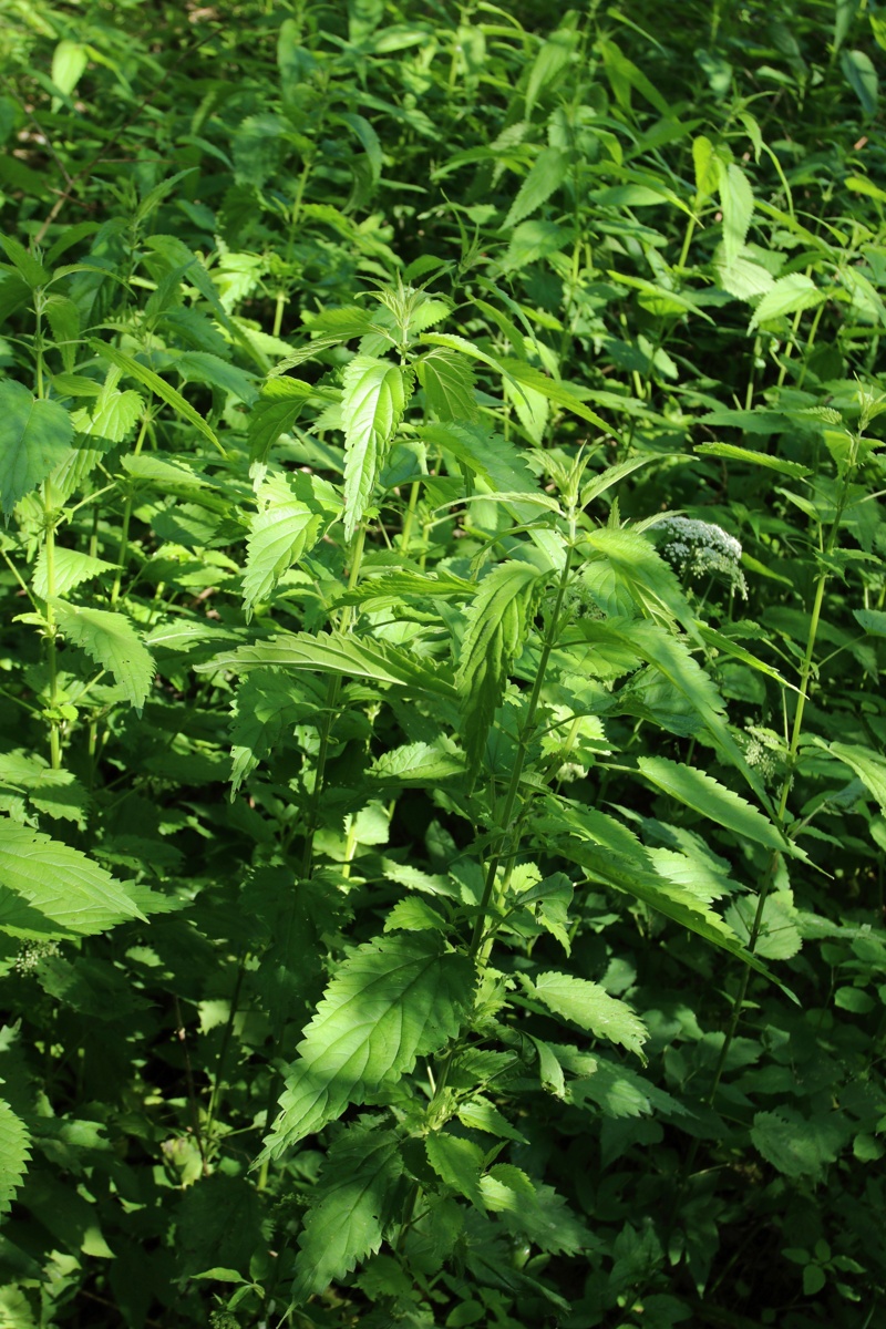 Image of Urtica galeopsifolia specimen.