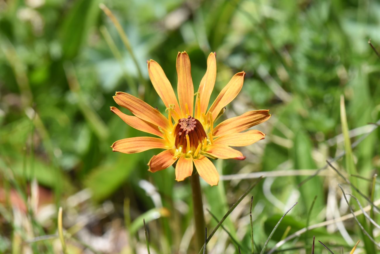 Image of Taraxacum porphyranthum specimen.