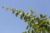 Cercis siliquastrum
