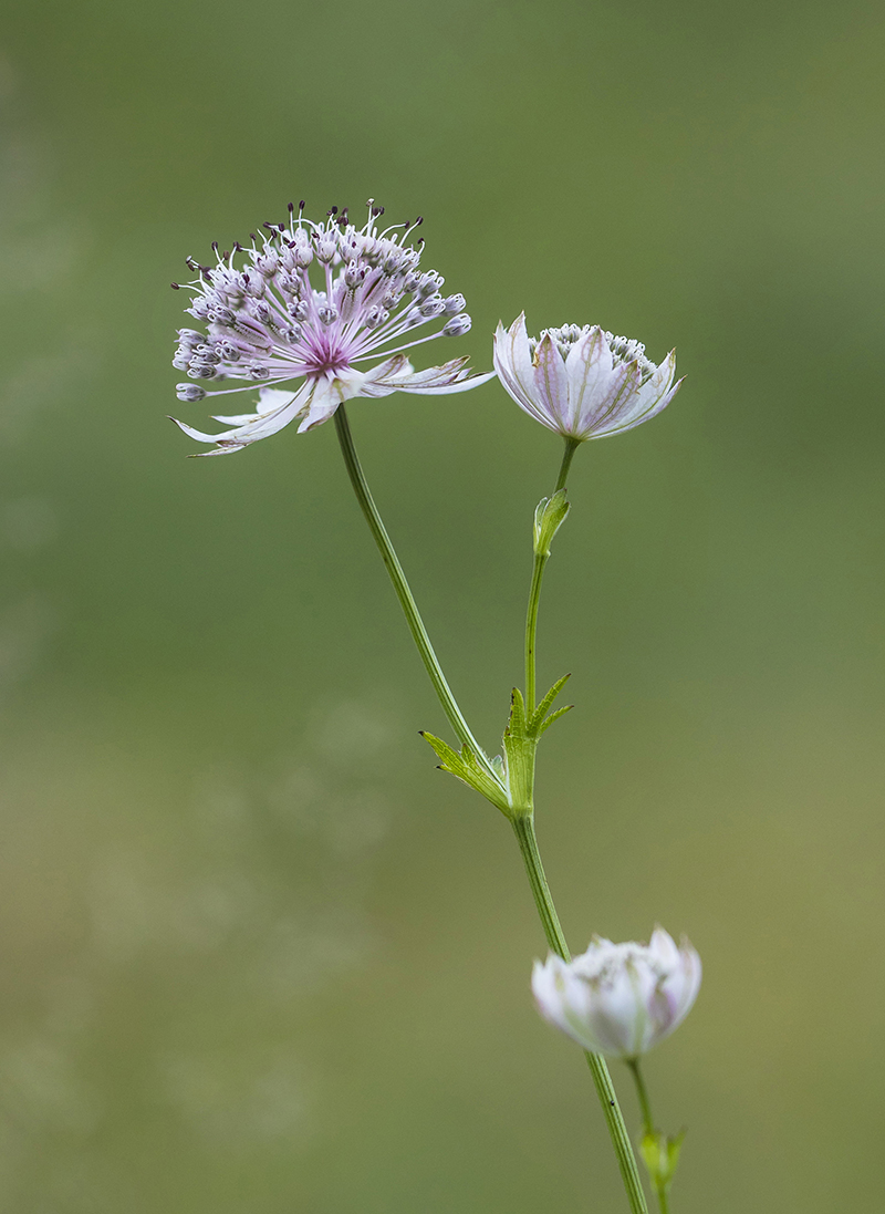 Image of genus Astrantia specimen.