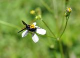 Bidens alba