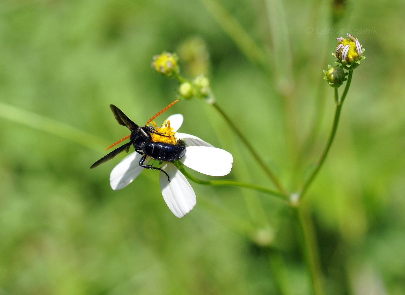 Изображение особи Bidens alba.