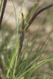 Carex cuspidata