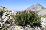 Rhodiola coccinea. Цветущее растения. Казахстан, Заилийский Алатау в окр. г. Алматы, Большое Алматинское ущ., р-н Космостанции, ≈3500 м н.у.м., задернованные моренные отложения. 27 июля 2024 г.
