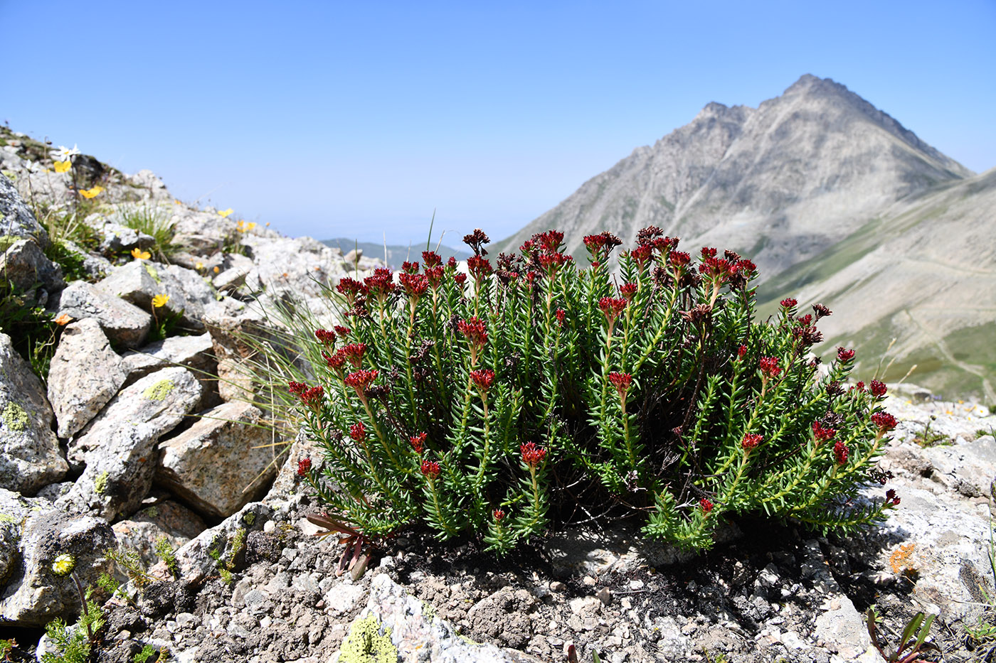 Image of Rhodiola coccinea specimen.