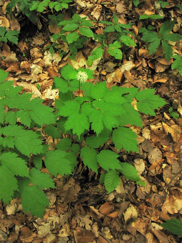 Image of Actaea spicata specimen.